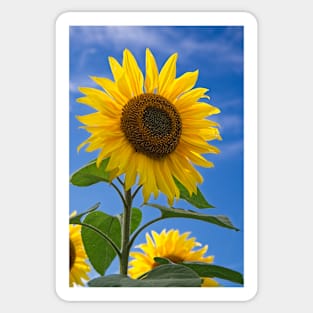 Sunflower Sticker